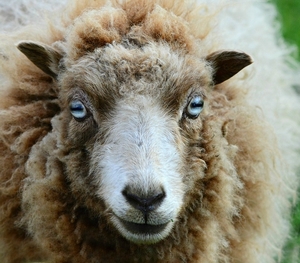 sheep-4143207.jpg